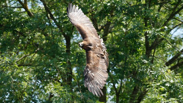Golden Eagle in flight