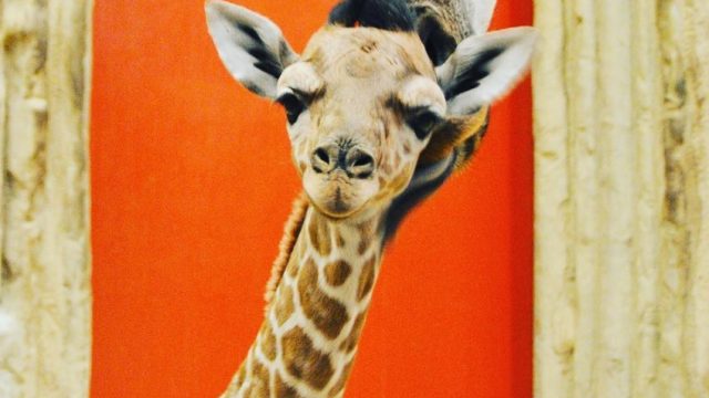 baby-giraffe-denver-zoo