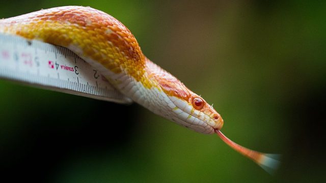 GERMANY-ANIMALS-ZOO-SNAKE