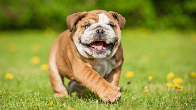 shutterstock_281761124