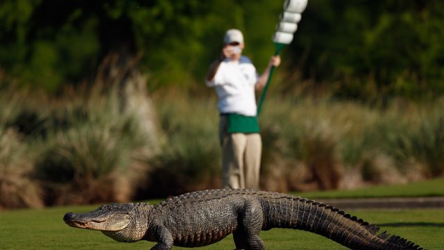 alligator on golf course