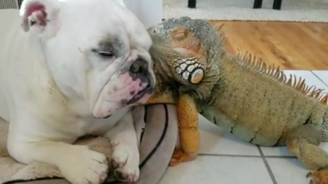bulldog iguana friends