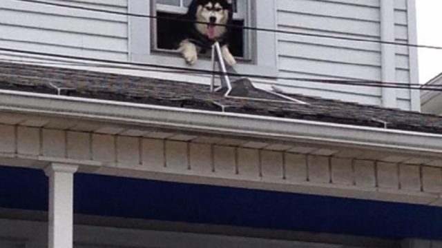dog climbed on roof