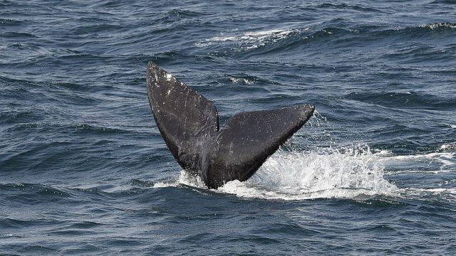 whale tail above ocean surface