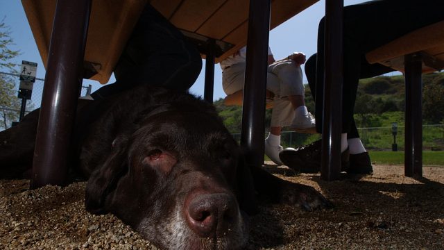 chocolate labrador retreiver