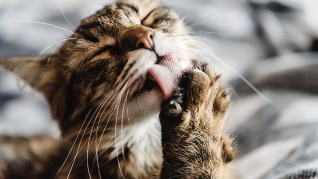 cat hands