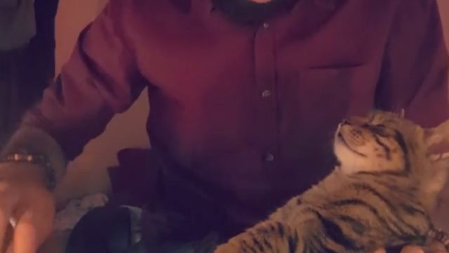 cat loves piano