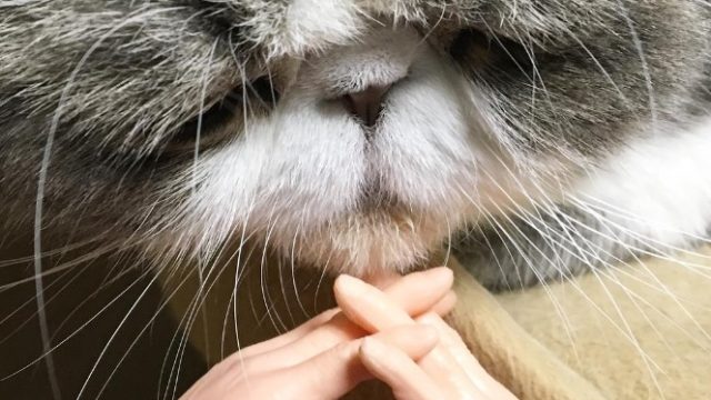 cat-with-hands
