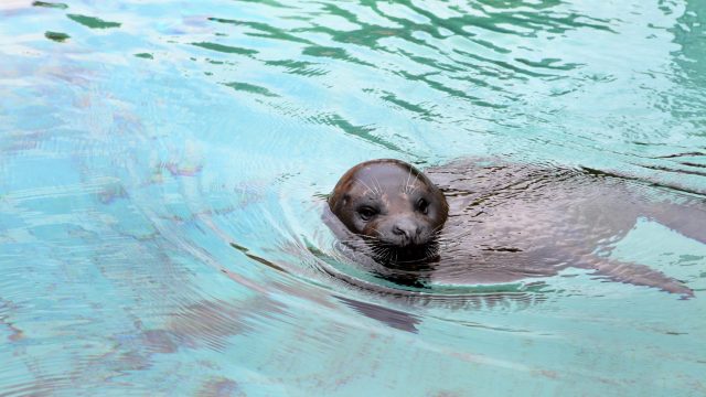 harbor seal pokes head out of water