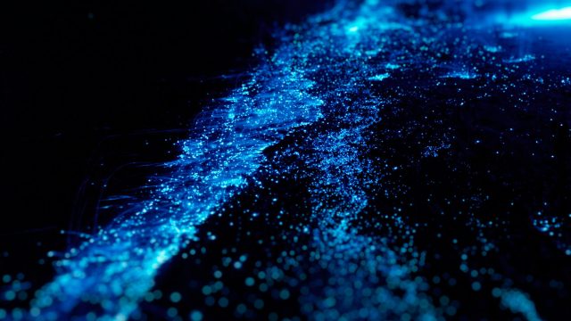 Bio luminescent sea organisms