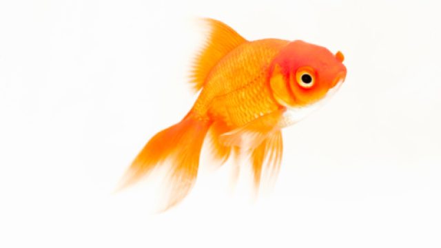 goldfish