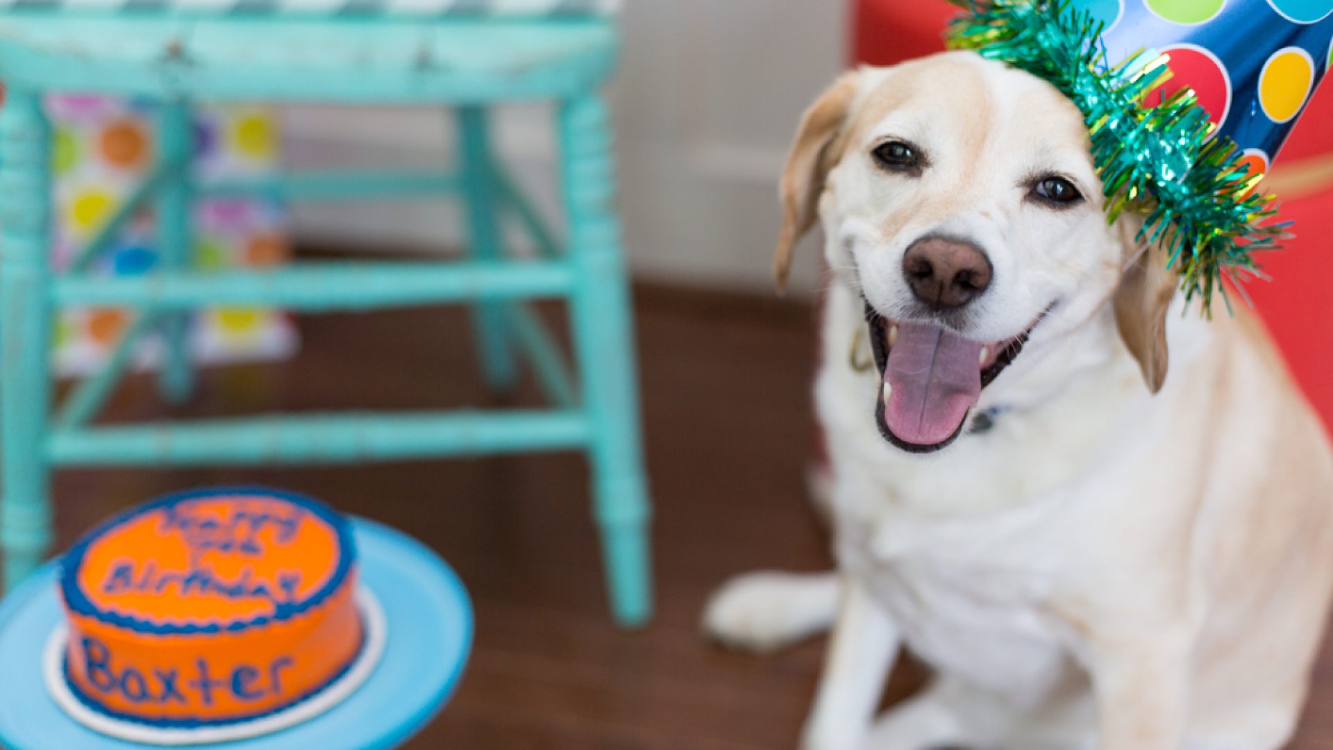 This dog's reaction to her birthday cake is all of us when we're ...