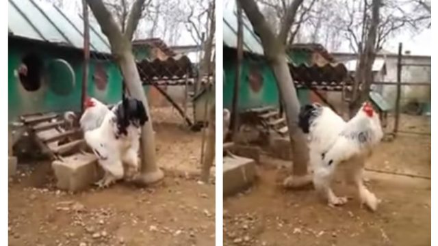 brahma rooster steps out of coop