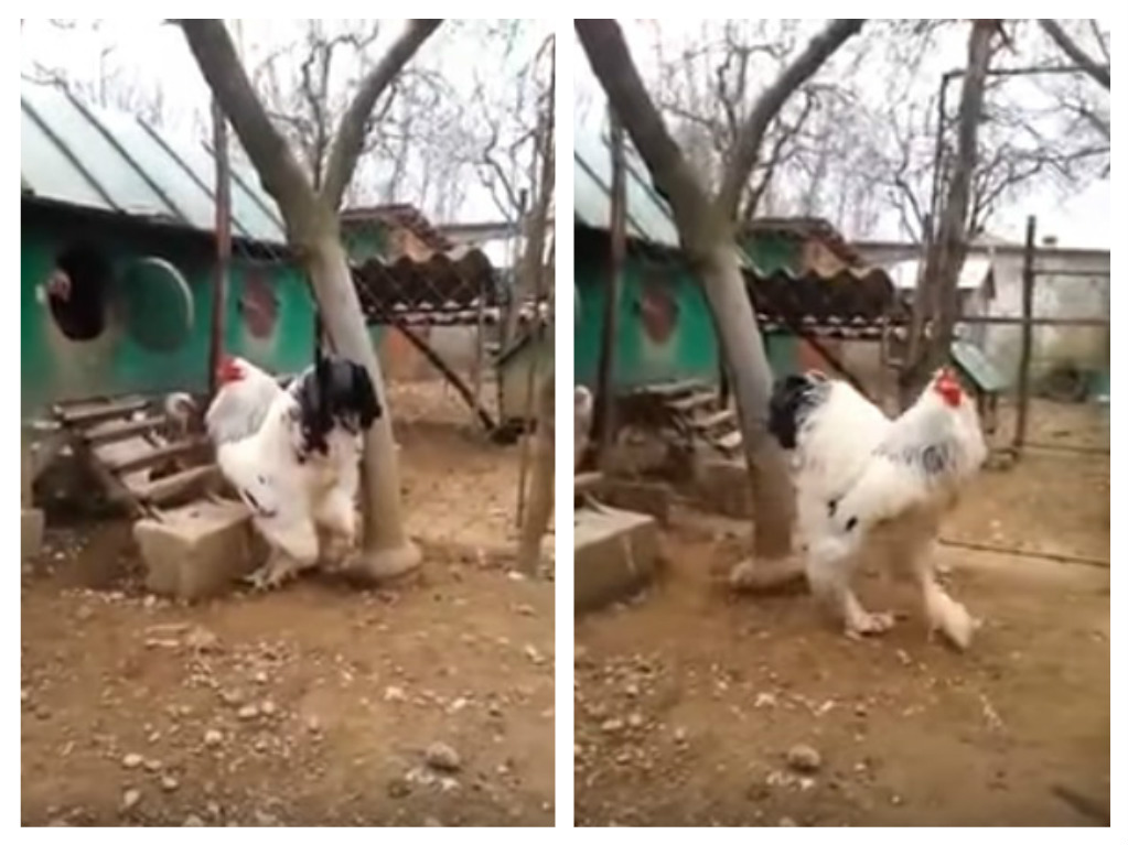 Giant Chicken Video–Brahma Rooster