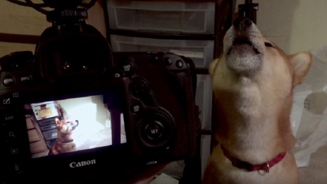 dog howling to recording of its howl