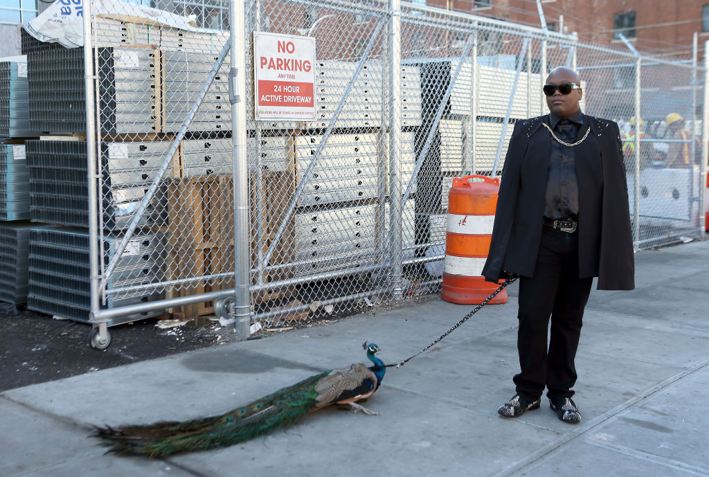 peacock on leash