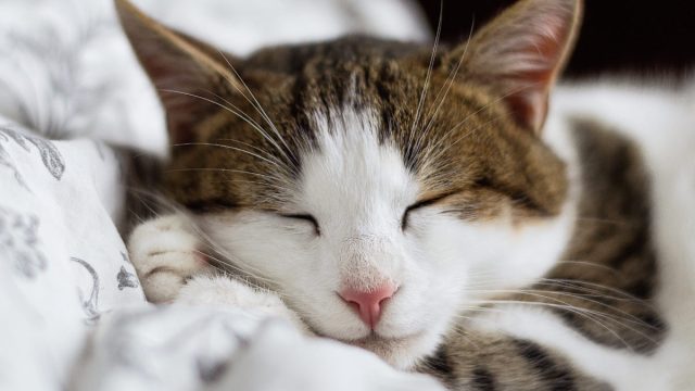 cat sleeping