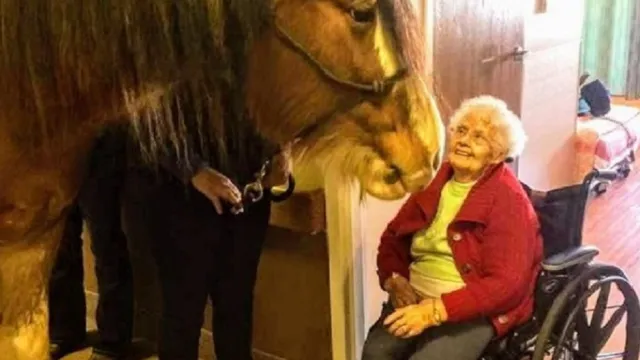 horse visits nursing home