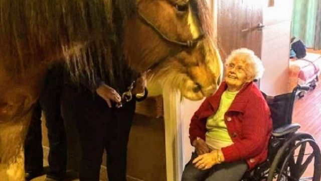 horse visits nursing home