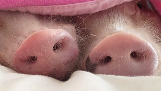 two pigs under pink blanket
