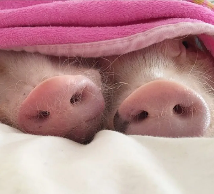 11 lazy animals who understand that sometimes doing nothing is *so* necessary - HelloGigglesHelloGiggles 11 lazy animals who understand that sometimes doing nothing is *so* necessary - HelloGigglesHelloGiggles
