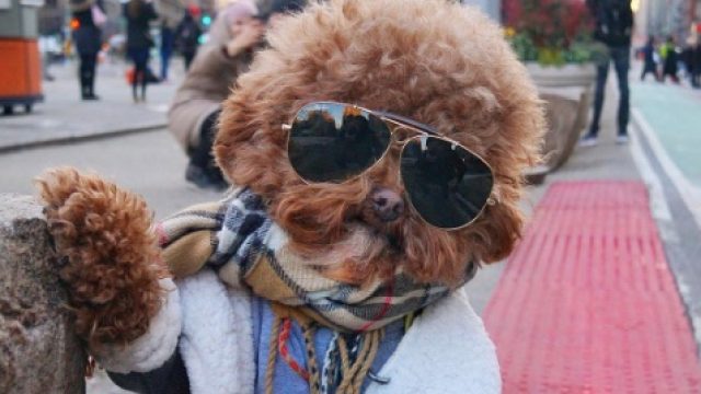 Poochofnyc