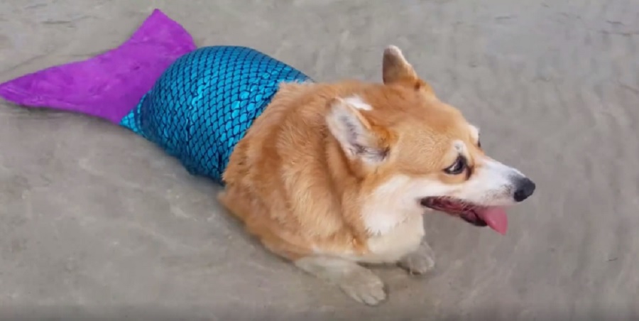 Corgis wearing clothes sale