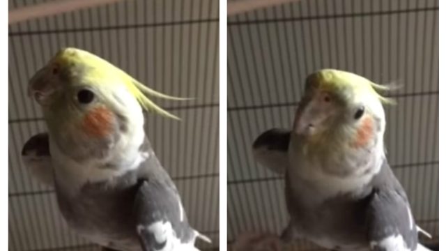 rescue bird singing mozart