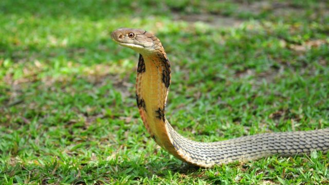 king-cobra-shutterstock