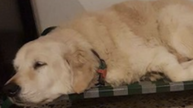 dog