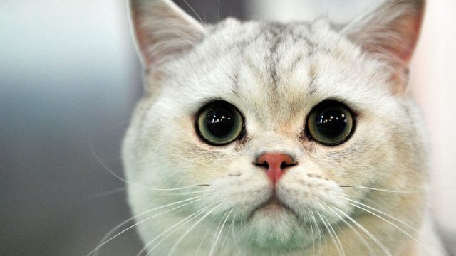 Cats