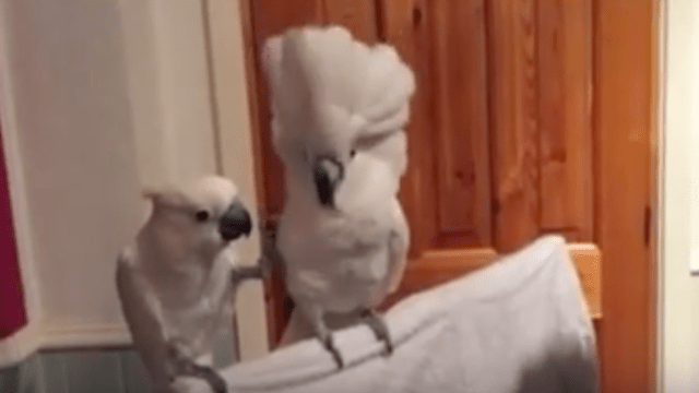 The same video of a parakeet dancing with different songs