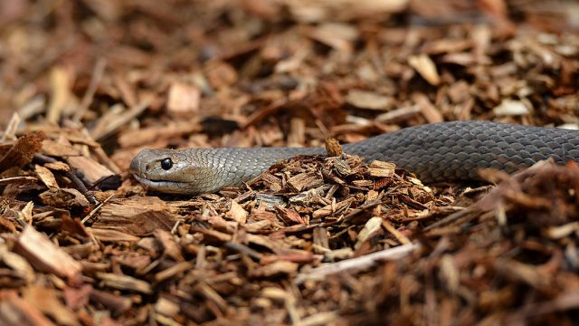 snake in brown leaves