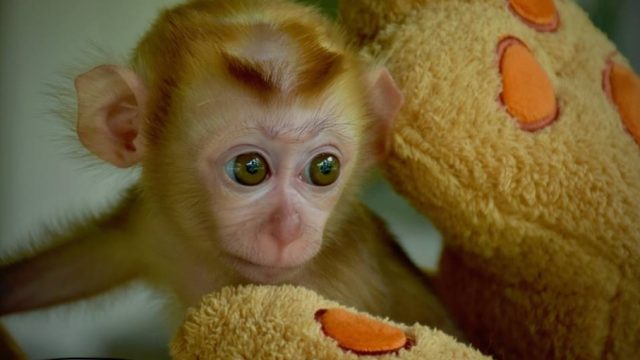 grieving baby monkey teddy bear