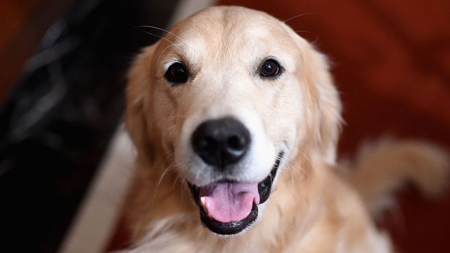 Golden retriever