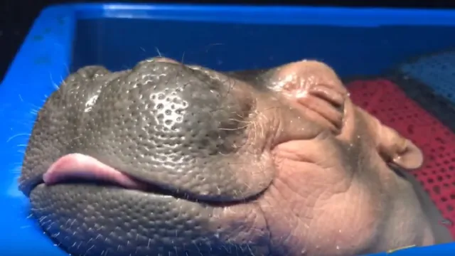baby hippo suckling in her sleep