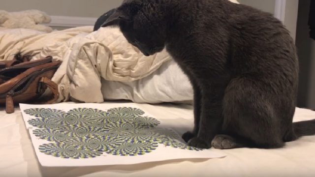 cat stares optical illusion