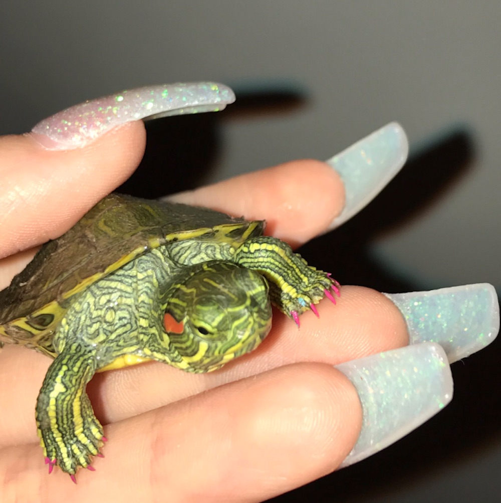 www.wikihow.com/images/thumb/f/fe/Pet-a-Turtle-Ste...