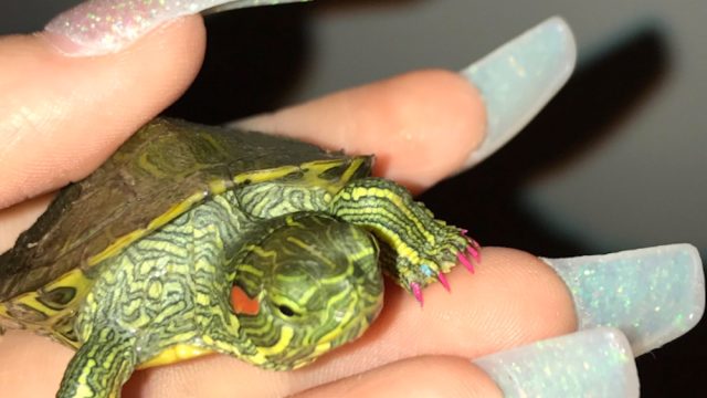 turtle manicure