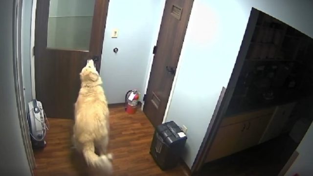 dog opens doors escapes animal hospital
