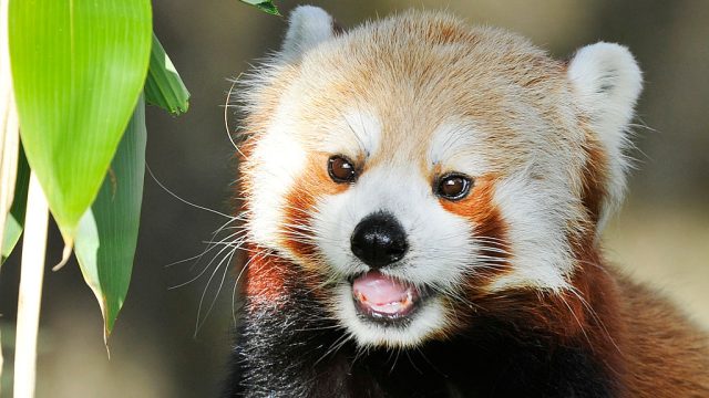 Red Panda Cub