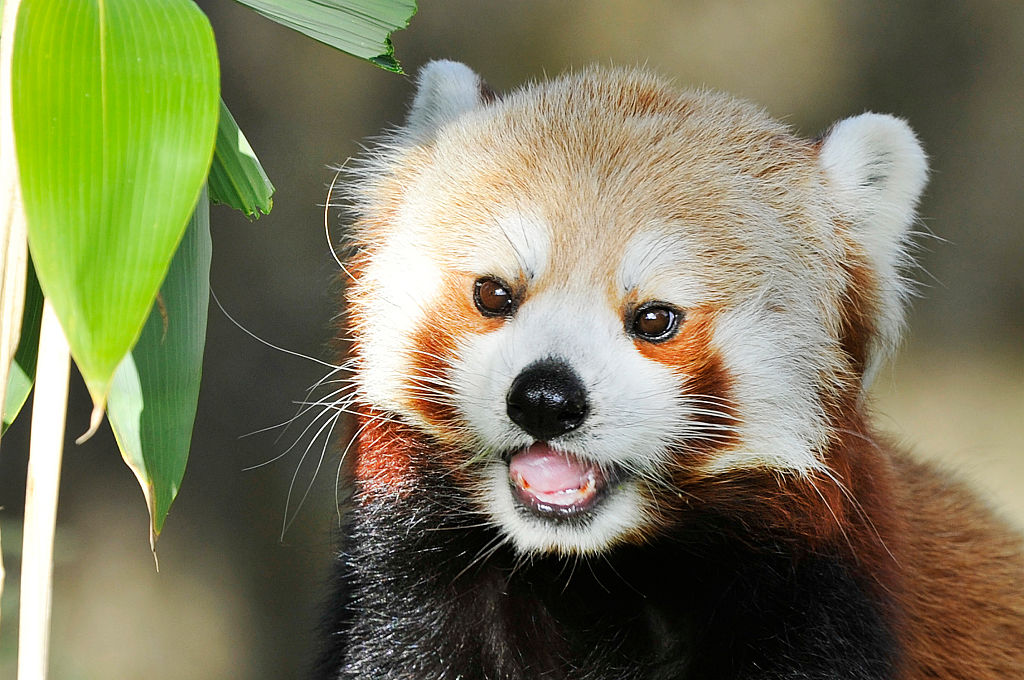 This red panda tried to scare rock failed in the cutest way - HelloGigglesHelloGiggles