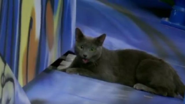 cat interrupts baseball game