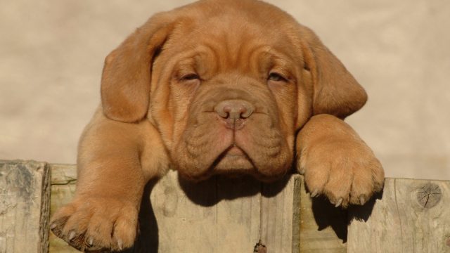 brown puppy looking over fence