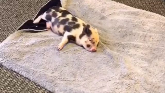 piper the pig lying on her blanket