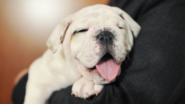 American Kennel Club Reveals Top Breeds Of 2014
