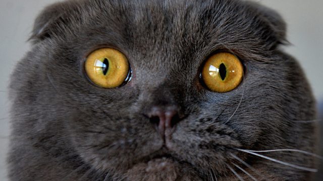 cat expressions