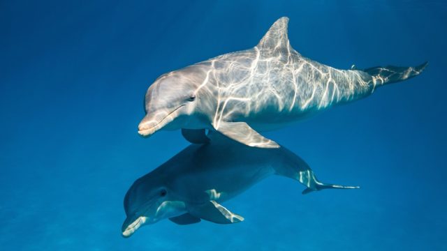 dolphins-disney-nature