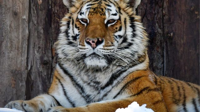 siberian tiger at Priamursky Zoo in Khabarovsk, Russia