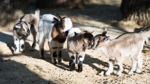 Easter Goats At The Childrens Zoo In Basel